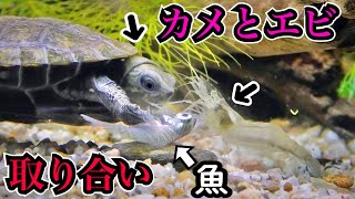 自宅前で捕った魚をカメに与えると…