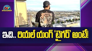 ఇది.. రియల్ యంగ్ 'టైగర్‌' అంటే! | NTR | NTV ENT