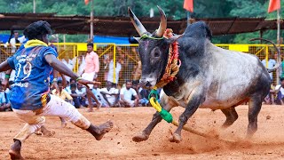 திருச்சி வடமாடு புகழ் கோசக்குறிச்சி அழகர்சாமி காளை அல்லித்துறை வடமஞ்சுவிரட்டு திருவிழா 2024.