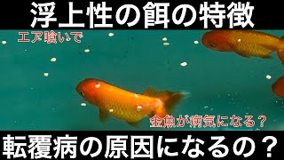 金魚の餌、浮上性タイプの特徴とメリット、デメリットをわかりやすく解説します