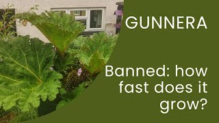 Banned! Gunnera Tinctoria /  Cryptica / Manicata Propagation \u0026 sales banned from today!