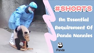 An Essential Requirement Of Panda Nannies | iPanda #shorts