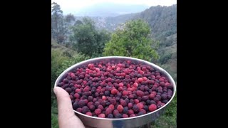Selecting Kaafal blackberries from Devprayag for my NEXT WINE| When Home Brewers