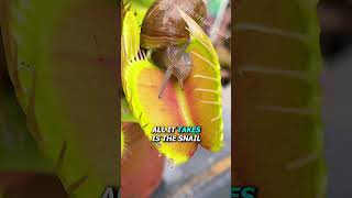 Snail vs Venus Flytrap
