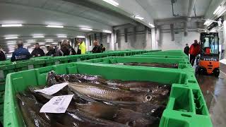 Hanstholm Fiskeauktion et spændende sted