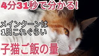 【メインクーン】子猫の1日のご飯の量がこれでわかる！計算アプリで解説します。