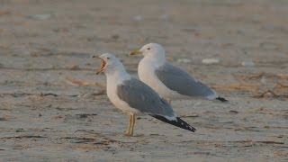 Caspian Gull - שחף צהוב רגל - כוזרי