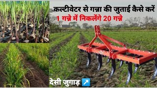 कल्टीवेटर से गन्ने🌱 की जुताई कैसे करें | गन्ने🌱 की जुताई कैसे करें | How to plow sugarcane ? #video