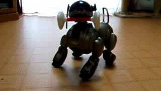 TOSHIBOを撮っていたら撮られた（AIBO）