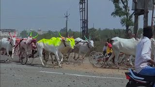 यड्राव 51,000 मैदान | Yadrav Sharyat Vlog | Marathi Vlog | Adventure | बैलगाडी शर्यत | Travel