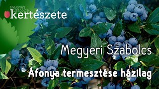 Áfonya/Vaccinium ültetése