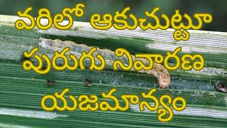 వరి పంటలో ఆకు చుట్టూ పురుగు నివారణ || rice Pest control around leaf in crop || #agriculturetips