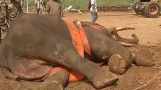 Watch: Indian Army supports injured elephant struggling for more than a month - ANI News