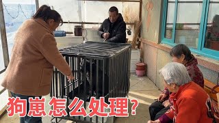 狗崽太多咋处理？二条要送人，邻居出招让售卖，全家围着狗打算盘