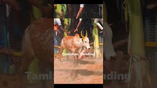 தரமான விளையாட்டு Theni jallikattu official #tamil #music #trending #shorts #viralvideo