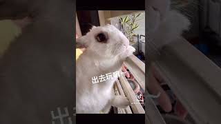 好热，不能出去玩～ #rabbit #animal #bunny #pets