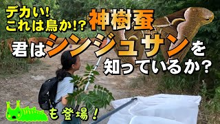 【昆虫採集】夏休み後半戦！超美麗シンジュサン現る！