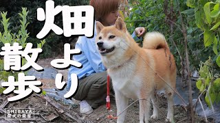 ［柴犬専門店　柴屋］柴犬 　畑より散歩　山口県山口市大内