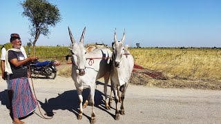 ಗದಗದಲ್ಲಿ ಎತ್ತುಗಳು ಮಾರಾಟಕ್ಕೆ . Buy Bulls in Gadaga. #ಎತ್ತುಗಳು #ಹಳ್ಳಿಕಾರ್ #Ox #Gadaga #BuyHallikarox