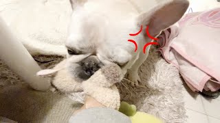 Don't give the doll【frenchbulldog】