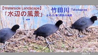 【Waterside Landscape TakedaRiver WildBird】竹田川オオバン観察250104