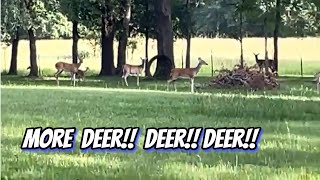 More Deer at My Yard // Texas USA