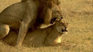 A lion pride is born