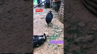 உன் பிரிவால் வாடுகிறேன் #rip #shorts #viral #trending #sad #lovefailure #rooster #youtubeshorts #100