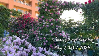 2024（15）Shiuan‘s Rose Garden 2024/5/10 花園日記　　#バラ#我が家の庭#玫瑰花園