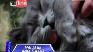 News5E | PUSANG MALALIM ANG TULOG