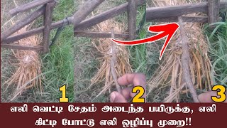 எலி கிட்டி போட்டு எலி ஒழிப்பு முறை!! #tamilnadu #agriculture