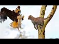 Eagle Attack baby leopard when Mother leopard Hunting  and unexpected 🔚