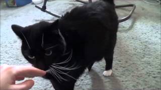 Saying hello to my tuxedo cat Cola, and getting a friendly greeting from her 2-28-15