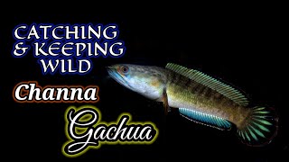 How to catch \u0026 keep CHANNA GACHUA | catching snakehead fish | Aqua adventure |