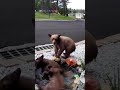 Bear cubs spotted playing in fountain outside Lake Tahoe Home