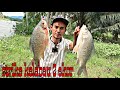 Memancing ikan kelabau di tebing sungai | umpan kelapa sawit | mancing sungai perak | Fishing