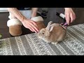 How baby bunny react to fur combing/Lele Bunny/Subscribe and Like ❤️this little boy!