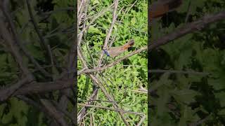 Bluethroat - Birdwatching Samsung Galaxy S23 Ultra - 4k 60fps