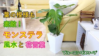 葉の模様も素敵な観葉植物 モンステラの風水と花言葉 【ブルーミングスケープ】  Monstera