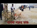 Pagla Gorur Kando | Hasha Gorur Paglami | Dhaka Cattle Expo 2023 | Bhutti Gorur Pahlami | Pagla Goru