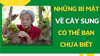 Những bí mật về CÂY SUNG mà có thể bạn chưa biết I Dương Cây Cảnh