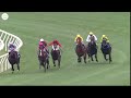 top five the best hong kong stewards cups of the last decade sha tin racecourse