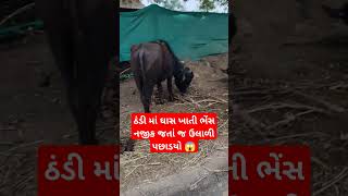 ઠંડી માં ઘાસ ખાતી ભેંસ નજીક જતાં જ ઉલાળી પછાડયો 😱 #trending #viral #Reels #funny