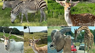 Wildlife Wonders at Fossil Rim – A Must-Visit Texas Safari! #fossilrim #roadtrip #wildlife #animals