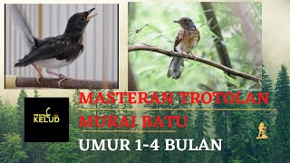 Download Lagu MASTERAN TROTOL MURAI BATU UMUR 1 4 BULAN TROTOL C... MP3 Gratis