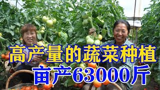 亩产63000斤，1斤卖7.8元，1年到手85万，利润真高，想赚钱的看看