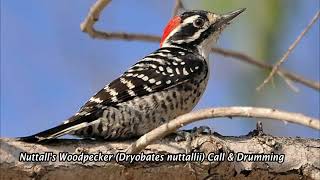 Nuttalls Woodpecker Call and Drumming  Nuttalls Woodpecker Sounds  Nuttalls Woodpecker Song