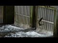 salmon returning to the issaquah fish hatchery