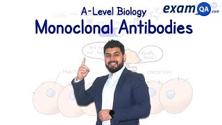 Monoclonal Antibodies | A-Level Biology