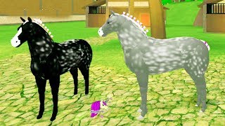 percheron pony